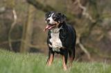 BOUVIER D'APPENZELL 059